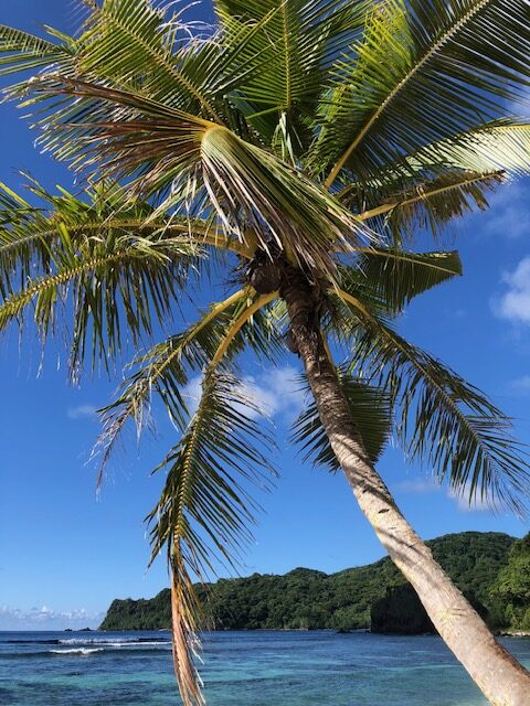 View up into the branches of a tilted palm tree tree along Saleile Beach, American Samoa.